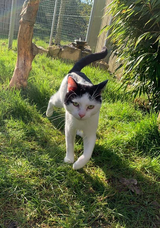 Bath Cats and Dogs Home (RSPCA Bath & District Branch) Animal Rescue
